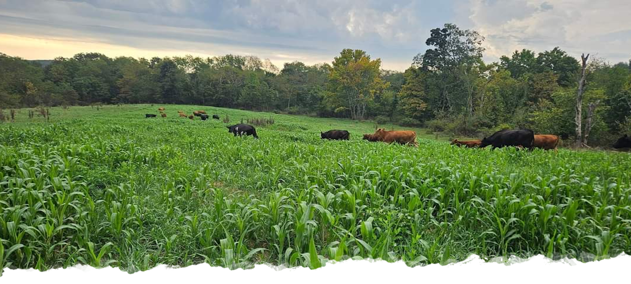 Seldom Seen Farm and Forage